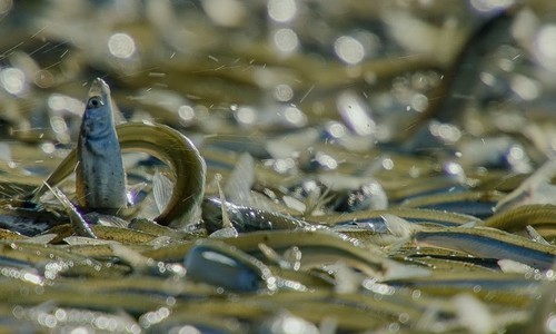 Cá grunion chen nhau trườn lên bãi biển đẻ trứng