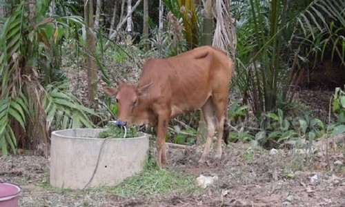 Bò thoát kiếp vào lò mổ sau 5 lần bắn không chết