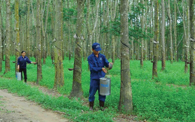 Cao su Thống Nhất (TNC) đặt mục tiêu tăng lãi cao trong năm 2020