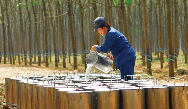 Cao su thiên nhiên: Lợi nhuận phân hóa sau cú sốc đầu ra 