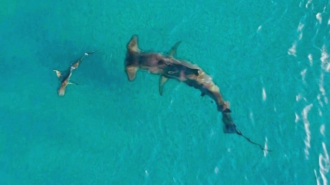 Cá mập đầu búa khổng lồ và chuyến đi săn hàng nghìn con mồi di cư xấu số