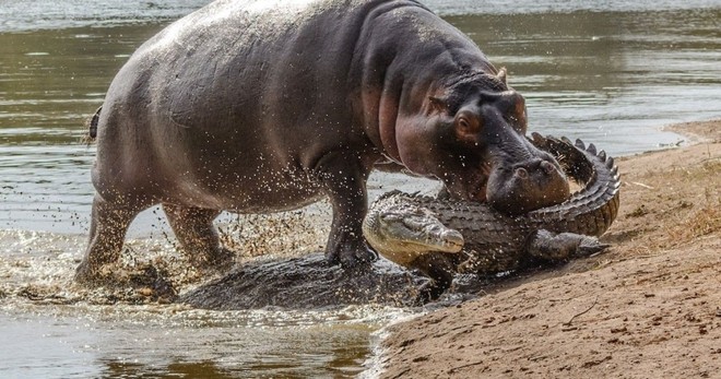 Hà mã nhỏ vô tư "cắn yêu" cá sâu sông Nile hung dữ nhận cái kết bất ngờ