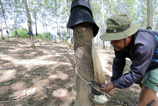 Mảng kinh doanh mủ cao su nhìn chung kém khả quan, không ít doanh nghiệp đã và đang tính tới việc chuyển hướng sang kinh doanh khu công nghiệp. Ảnh Internet.