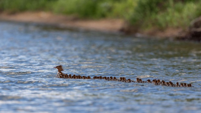 Bức ảnh "Mama Merganser" được đăng tải lên trang web của National Audubon Society.