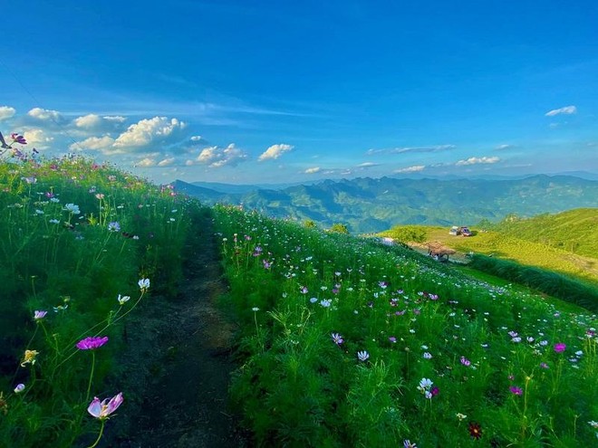 Cao nguyên Mù Là mùa xuân về.