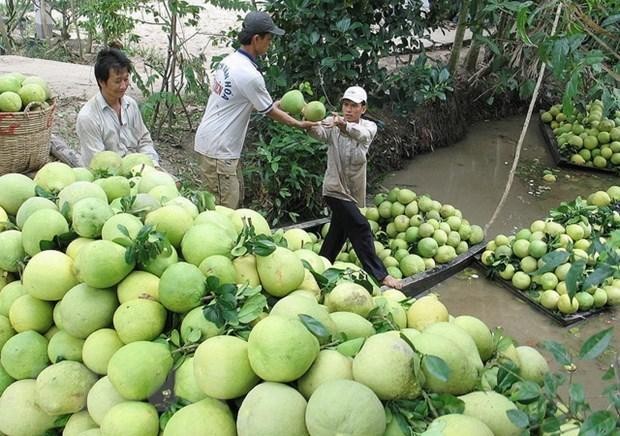 Nông dân thu hoạch bưởi. (Ảnh: Trung Hiếu/TTXVN).