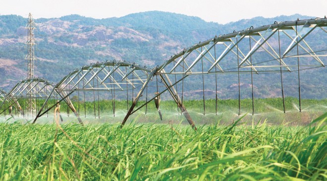 Các doanh nghiệp mía đường đang mở rộng vùng nguyên liệu.