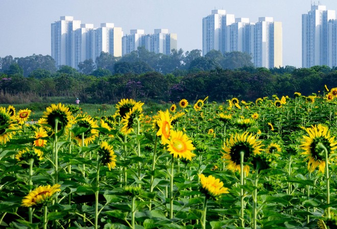 Nên ưu tiên vốn cho các dự án dành cho nhu cầu ở thực.