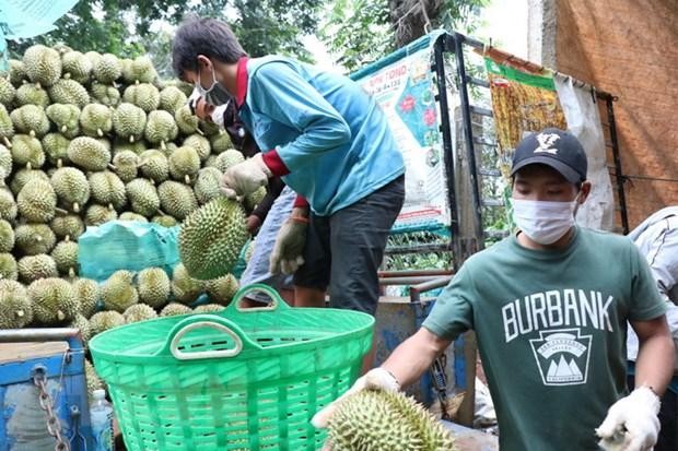 Thu hoạch sầu riêng giống Dona tại huyện Krông Pắc, tỉnh Đắk Lắk. (Ảnh: Tuấn Anh/TTXVN)