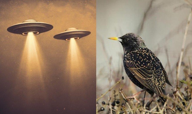 Chuyên gia về UFO cảnh báo về một số loài sinh vật có thể là công cụ giám  sát Trái đất được gửi đến bởi người ngoài hành tinh | Tin nhanh