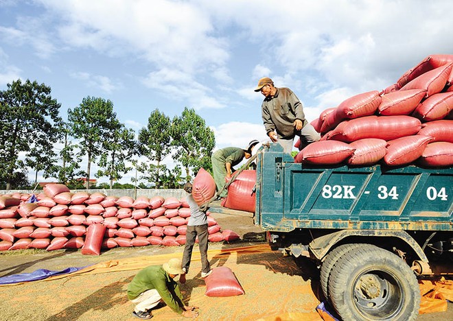 Hiện 80% cà phê Việt Nam xuất khẩu sang EU là sản phẩm thô do các nhà sản xuất chưa tạo ra các sản phẩm chế biến phù hợp nhất với thị hiếu của thị trường. Ảnh: Đ.T