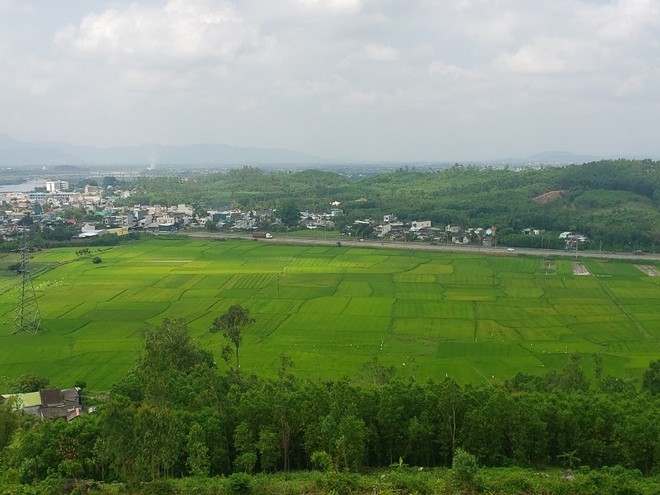 Nhiều khu rừng keo ở Quảng Ngãi đối mặt với nấm bệnh, có biểu hiện chết hàng loạt. Ảnh: P.V.