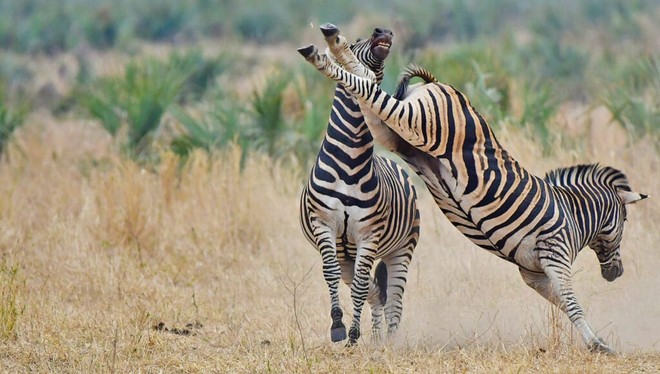 Ngựa vằn tung vó đá tung "mỏ" đồng đội