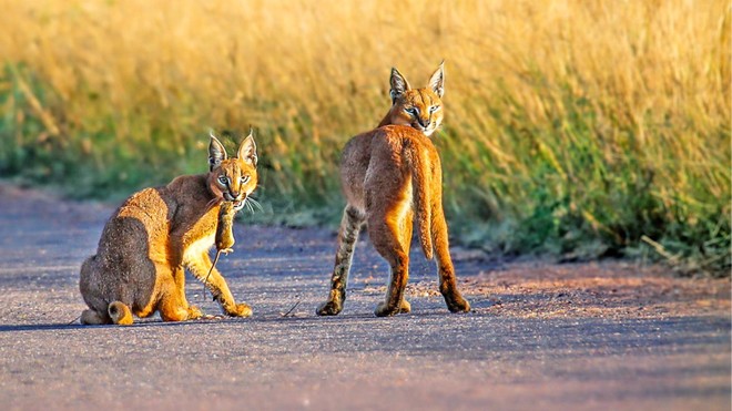 Bài học huấn luyện con khéo léo của mèo Caracal