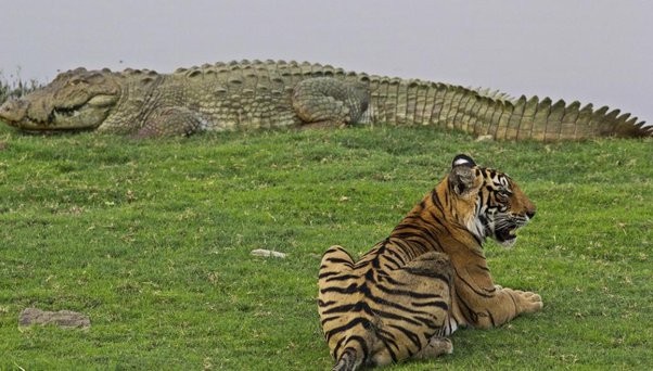 Hổ săn cá sấu | Tin nhanh chứng khoán