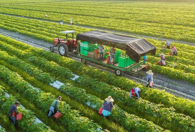 Việc phát triển nông nghiệp đa giá trị phải bắt đầu từ người nông dân, họ phải sẵn lòng chuyên nghiệp hóa chính mình.