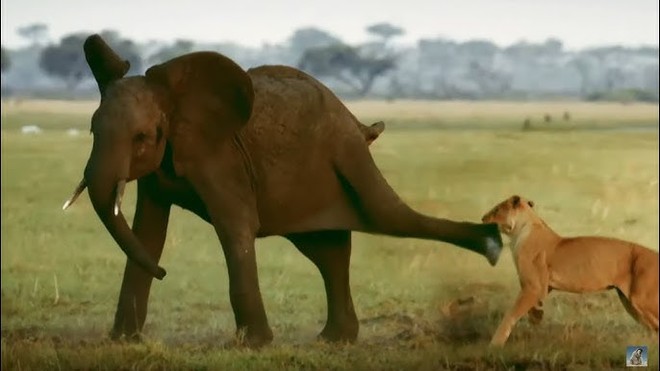 Bị tấn công bất ngờ, chú voi rừng cho sư tử "hiểu" ai mới là chủ ...