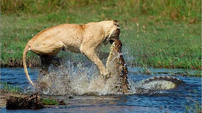 Cá sấu sông Nile và sư tử: Cuộc chiến của những loài dã thú khổng lồ | Tin nhanh chứng khoán