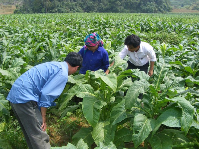 Vinataba muốn thoái toàn bộ hơn 13% vốn tại VTJ