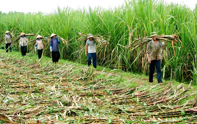 Gỡ khó cho ngành đường: Doanh nghiệp đường cần đổi mới