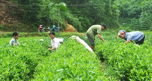 Theo phương án này, Công ty TNHH MTV Chè Phú Lương sẽ được cho giải thể (Ảnh minh họa)