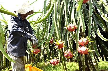 Nông dân đang chăm sóc một vườn thanh long chuẩn bị đến mùa thu hoạch.