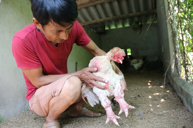 Anh Miền cho biết, con gà Đông Tảo mái này có giá trên chục triệu đồng.