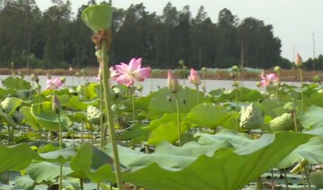 Thu hoạch sen ở vùng Bảy Núi - An Giang