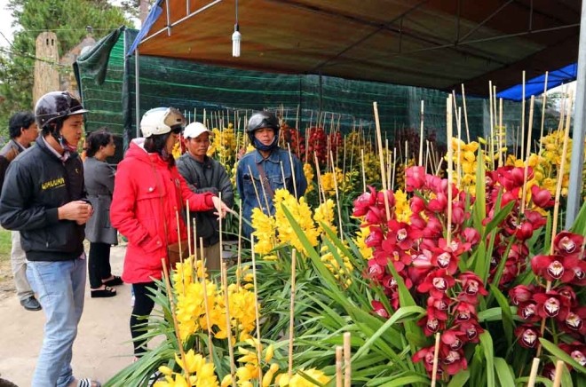 Gần Tết, địa lan Đà Lạt tiền triệu xuống phố