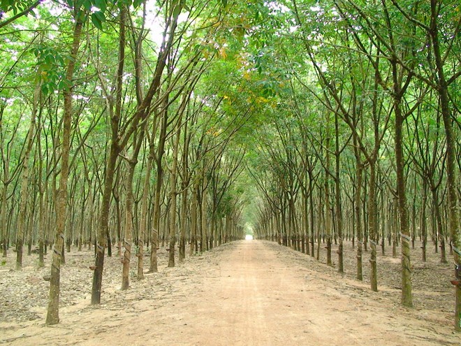 Đầu tư Sài Gòn VRG (SIP) trở thành cổ đông lớn thứ 2 tại Cao su Tây Ninh (TRC)