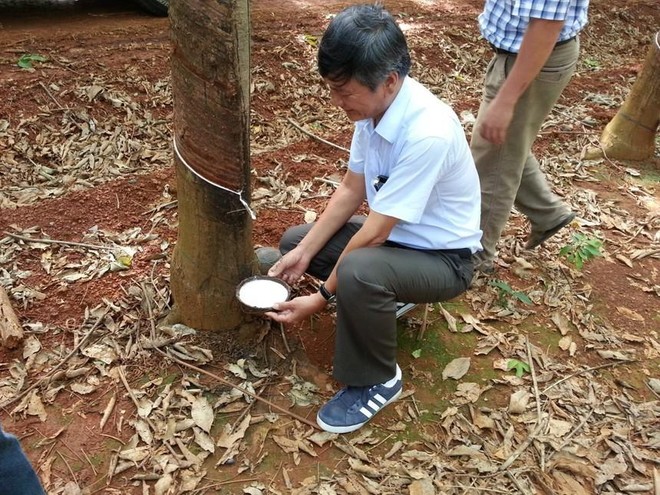 Đầu tư Cao su Đắk Lắk (DRI) đặt kế hoạch lợi nhuận tăng và lên kế hoạch chuyển sàn trong năm 2021