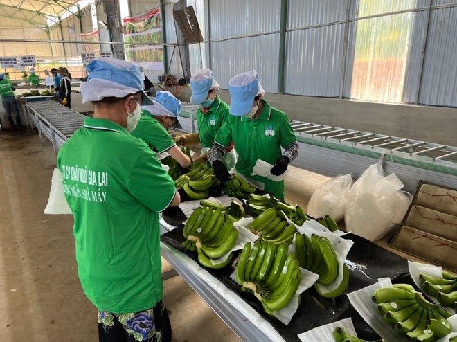 Hoàng Anh Gia Lai (HAG): Em trai Chủ tịch Đoàn Nguyên Đức đăng ký toàn ra toàn bộ 488.934 cổ phiếu