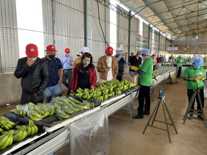 Hoàng Anh Gia Lai (HAG) lên kế hoạch lợi nhuận đi lùi và không đề cập mở rộng chăn nuôi heo trong năm 2024