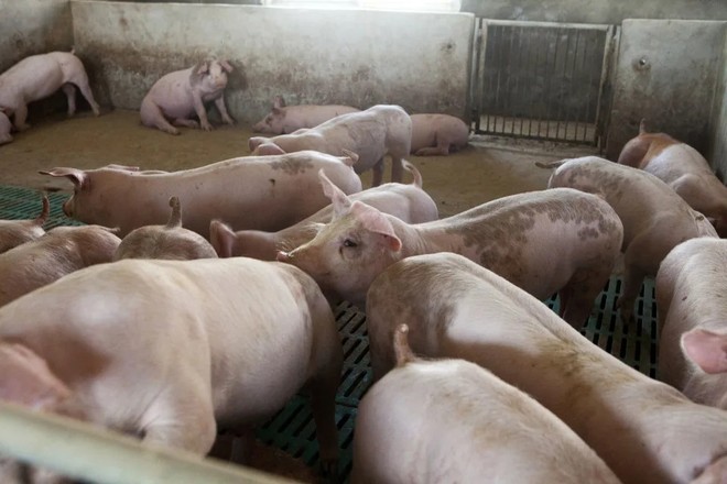 Lợi nhuận từ chăn nuôi lợn ở Trung Quốc tăng mạnh
