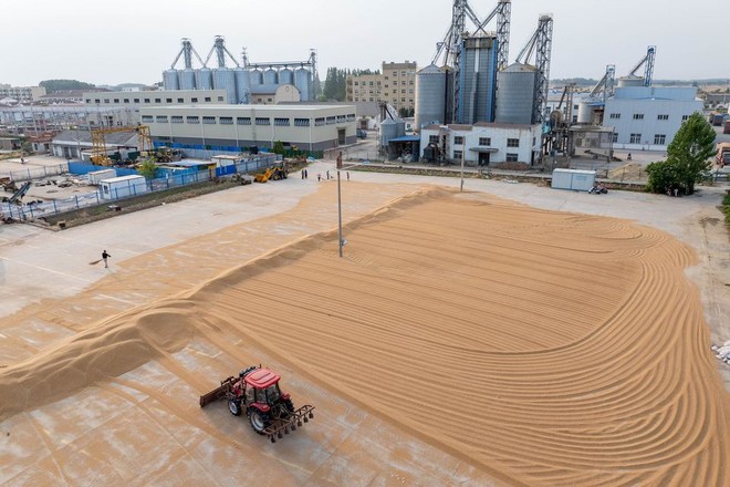 Nhu cầu ngũ cốc của Trung Quốc giảm dần gây ảnh hưởng cho một số quốc gia xuất khẩu