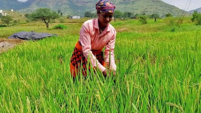 Ấn Độ đang cân nhắc nới lỏng hạn chế xuất khẩu gạo non-basmati