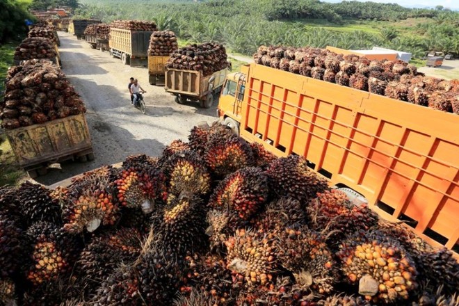 Indonesia duy trì mục tiêu tiêu thụ 13,15 triệu kilolit dầu diesel sinh học dù dự án B35 triển khai chậm