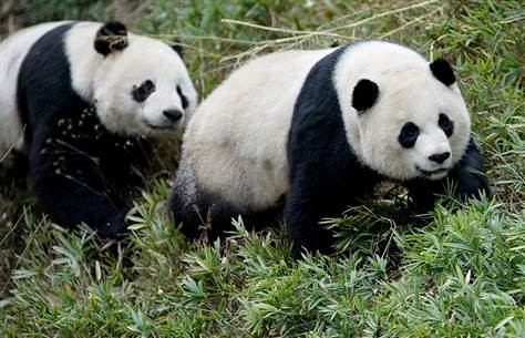 Hai chú gấu trúc Mei Xiang và Tian Tian.