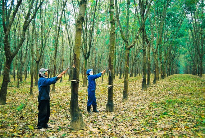 Cao su Tân Biên (RTB) lợi nhuận quý I tăng trưởng mạnh nhờ sản lượng và giá bán đều cao