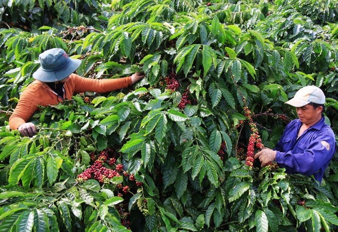 Tây Nguyên vẫn như một cô gái đẹp không những ngủ quên mà còn chưa chuyển mình kịp với đất nước và thời đại