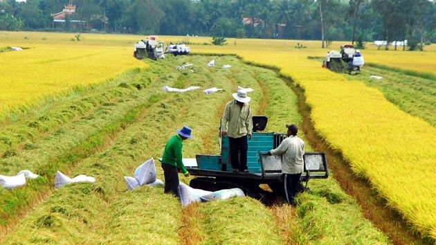 Tiếp tục đẩy mạnh cho vay thu mua lúa gạo Đồng bằng sông Cửu Long