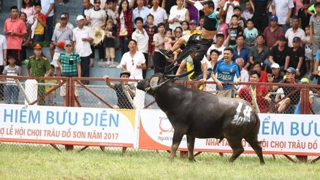 PTI bồi thường 15 triệu đồng cho nạn nhân tử vong tại Lễ hội chọi trâu Đồ Sơn 2017