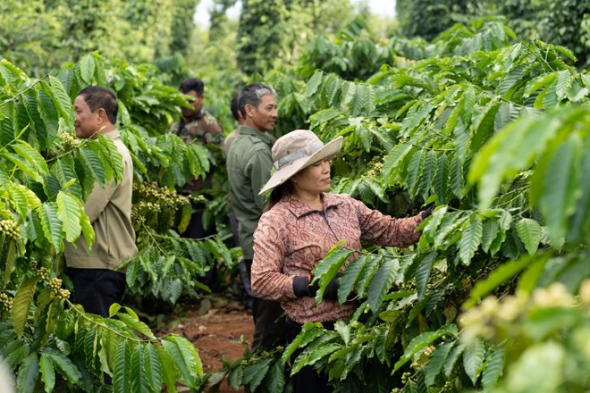 73,5 triệu cây giống chất lượng cao kháng bệnh đã được phát cho nông dân thông qua dự án Nescafe Plan