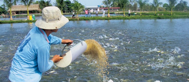 Vĩnh Hoàn và bài toán cá tra khi Trung Quốc đã vượt Mỹ thành thị trường lớn nhất