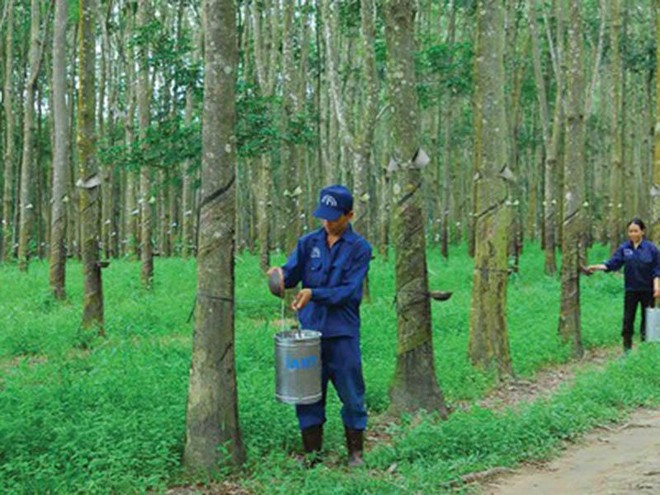 Các doanh nghiệp đều tăng mạnh doanh thu nhưng còn nhiều việc cần làm để đi đường dài và phát triển bền vững.