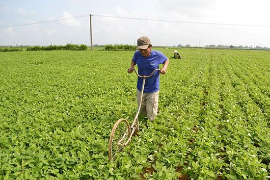  Cả nước có 26.145 hợp tác xã, trong đó 17.060 hợp tác xã nông nghiệp 