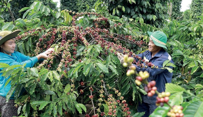 Nestlé và hành trình nông nghiệp tái sinh để ứng phó với biến đổi khí hậu