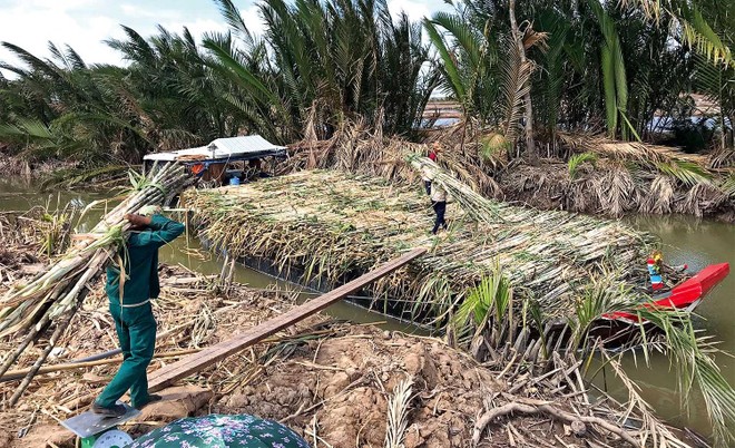 Mía trong vùng nguyên liệu của SOSUCO bị thương lái thu mua, vận chuyển đi bán… ở nơi khác