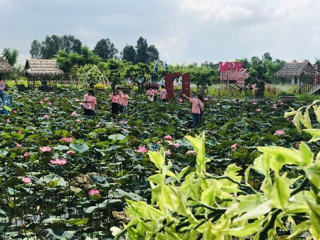 Đồng Tháp tạo thương hiệu "Sen Đồng Tháp" để phát triển du lịch địa phương