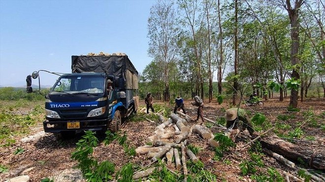 Các nhân công khai thác cao su thanh lý trên địa bàn tỉnh Kon Tum. Ảnh: T.T